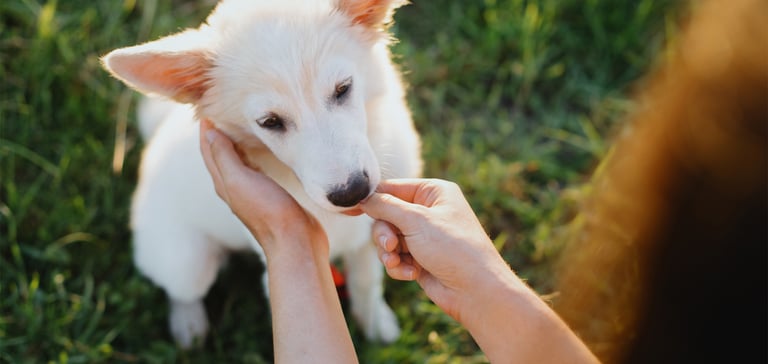 a white dog sitting on grass being fed by owner