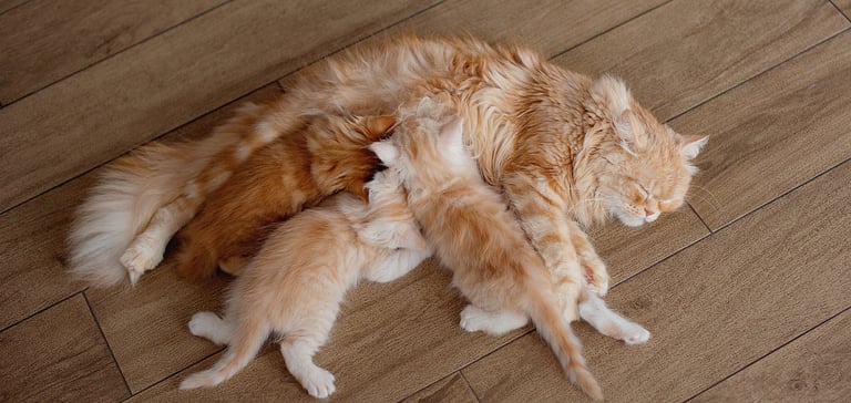 ginger kittens feeding off their mother