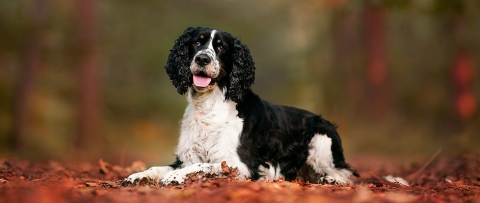 An English Springer Spaniel laying on autumn leaves.