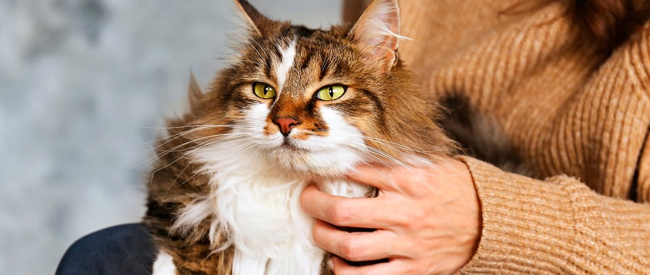 A siberian cat laying on its owners lap.