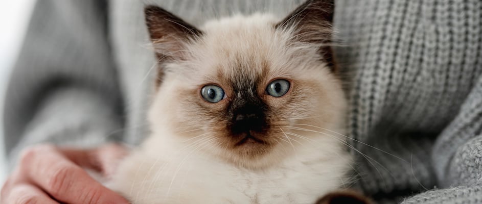 A ragdoll kitten sitting in their owner's lap.