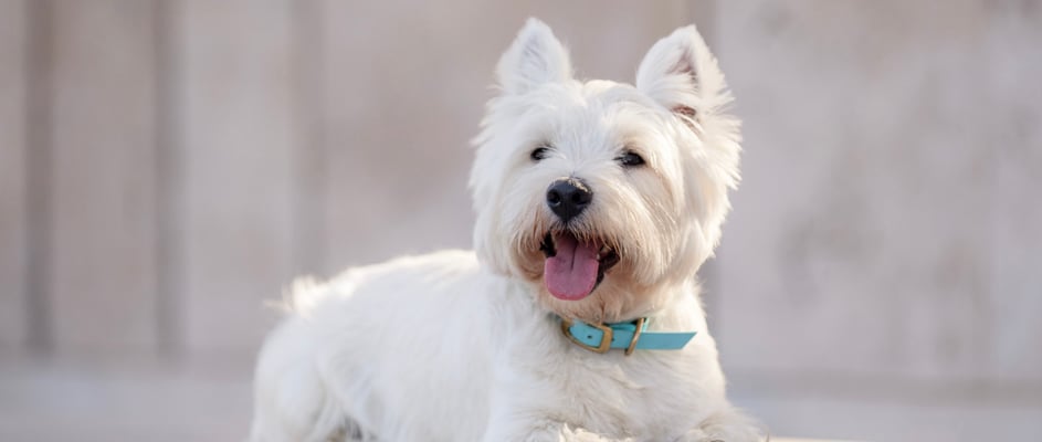 West Highland White Terrier lying on ground with tongue out