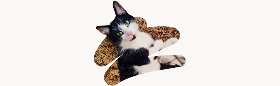 Tommy a black and white cat with gorgeous green eyes. 