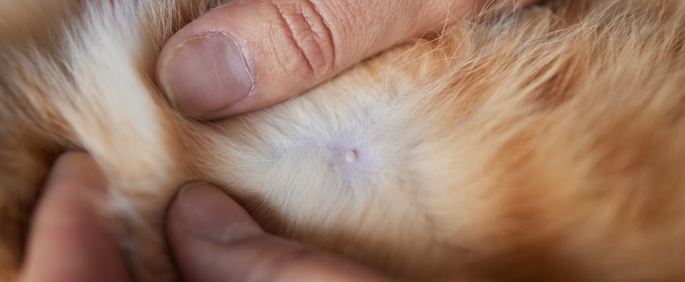 a close up of a cat skin tag