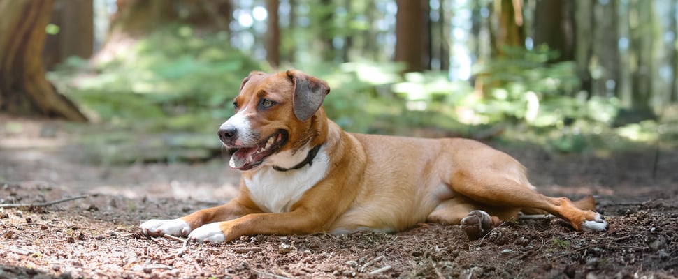 A Harrier dog laying down in the woods.