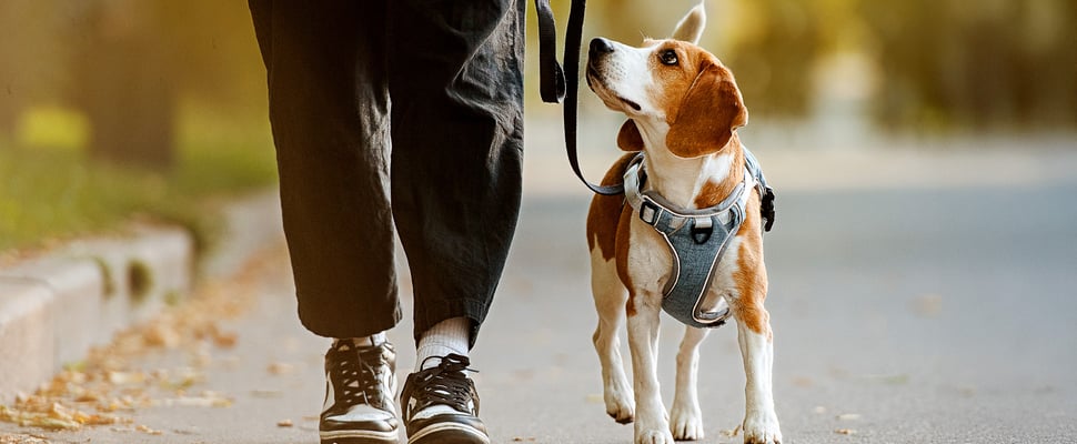 A beagle looking up at their owner on a walk.