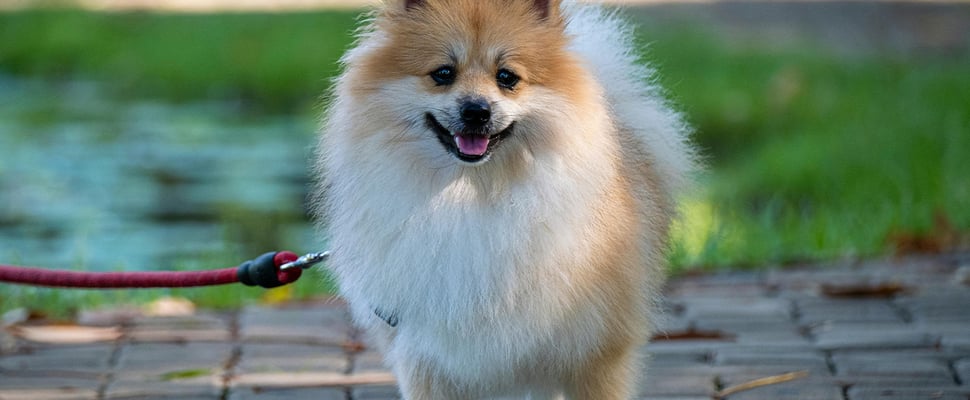 Pomeranian standing on pavement on a lead
