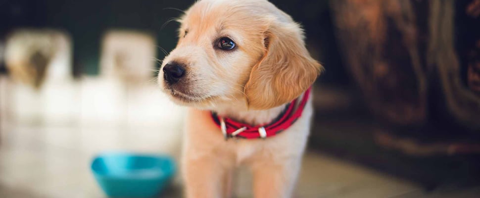 Puppy waking up after first night