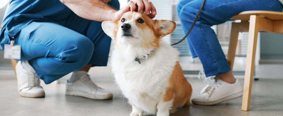Corgi being stroked at the vet