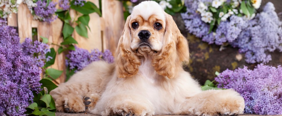 Cocker Spaniel sitting on bench with purple flowers with teddy bear haircut