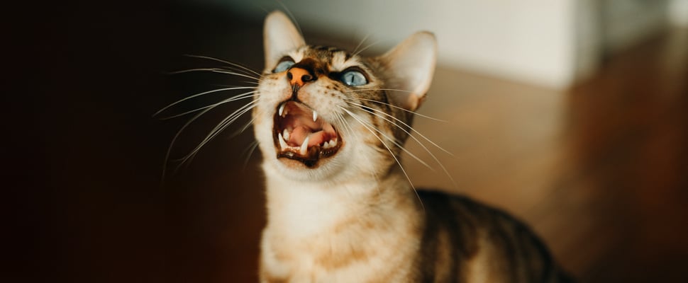 A bengal cat meowing.