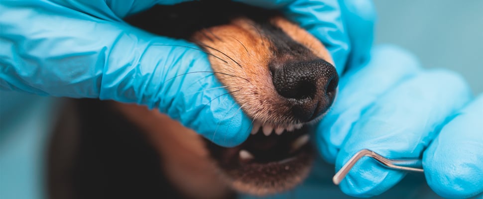 A dog about to have his teeth cleaned.