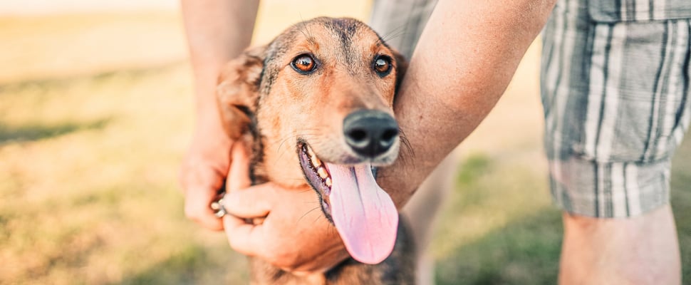 a dog getting a collar put on
