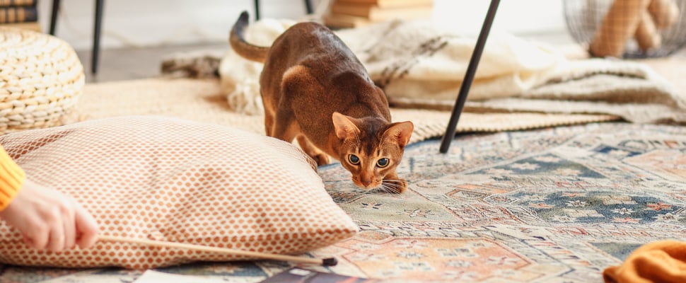 A ginger kitten playing indoors.