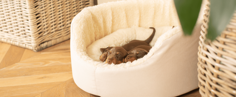 3 dogs asleep in a lords and labradors bed