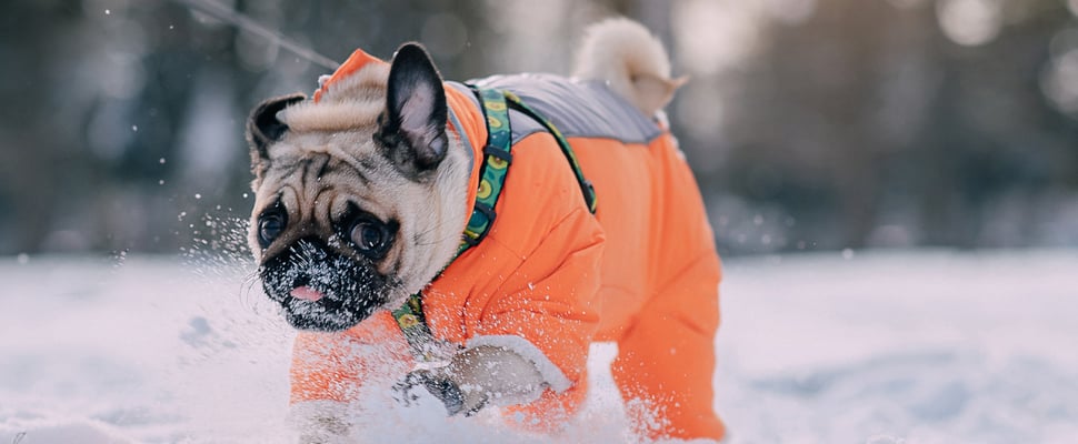 A pug wearing an orange snow jacket outdoors.