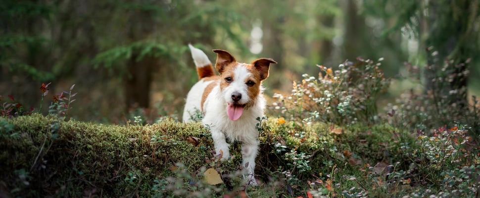 A jack russell jumping over a log.