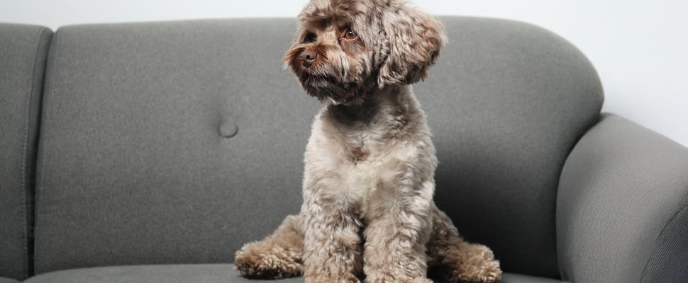 Grey maltipoo sitting on grey couch