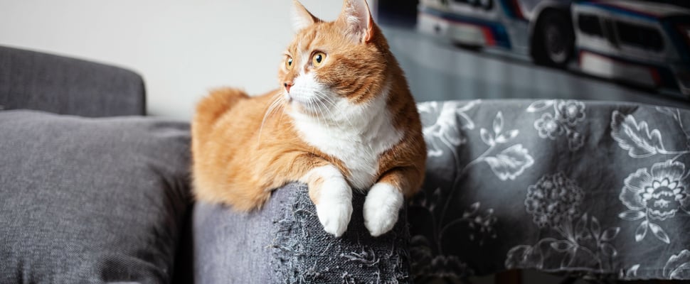 An orange and white cat sitting on the arm of a couch.