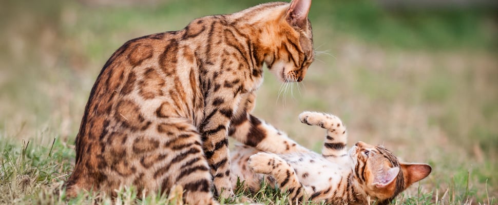 Two Bengal cats playing on the grass