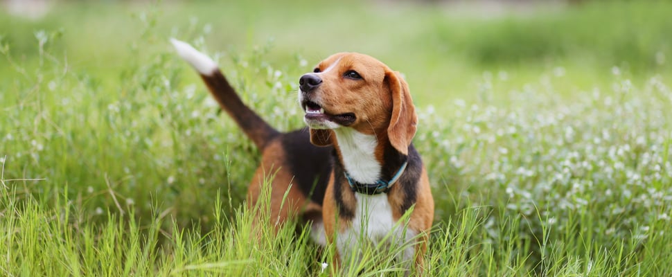 A beagle standing in grass.