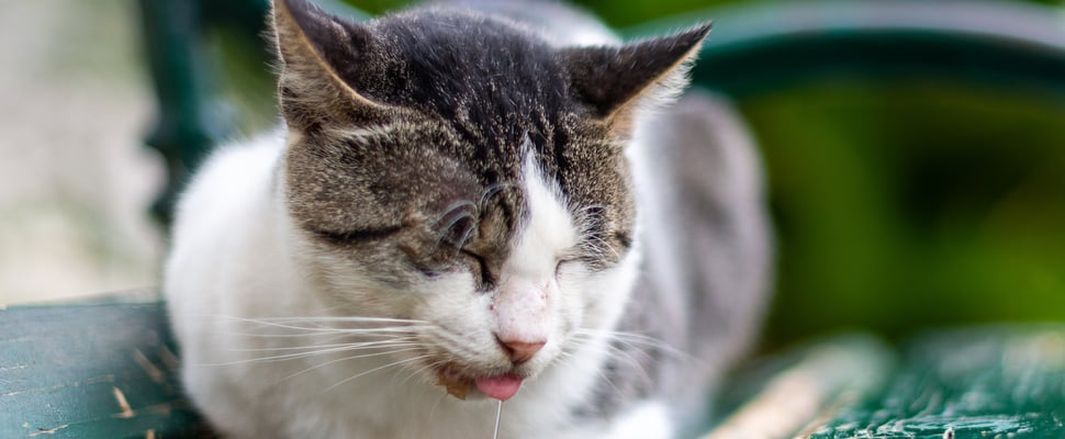 a cat laying on a bench and drooling