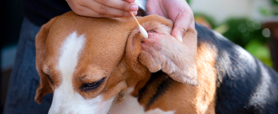 A beagle having his ear cleaned with a cotton bud.