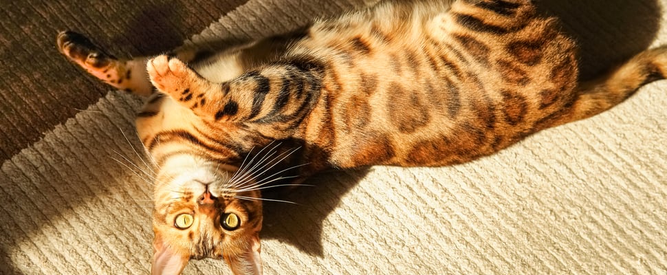 A bengal cat laying down in the sun.