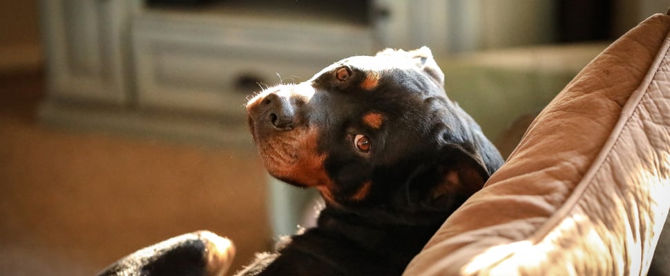 A dog sitting on a sofa and looking back up.