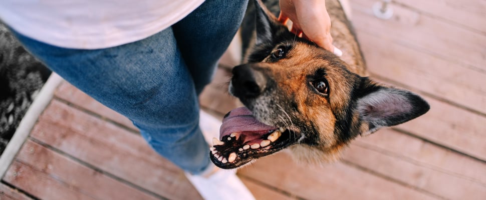 a dog with mouth open looking up happy at it's owner stroking it's head