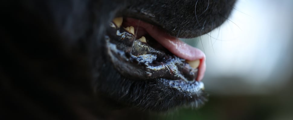 A close up of a dog's mouth.