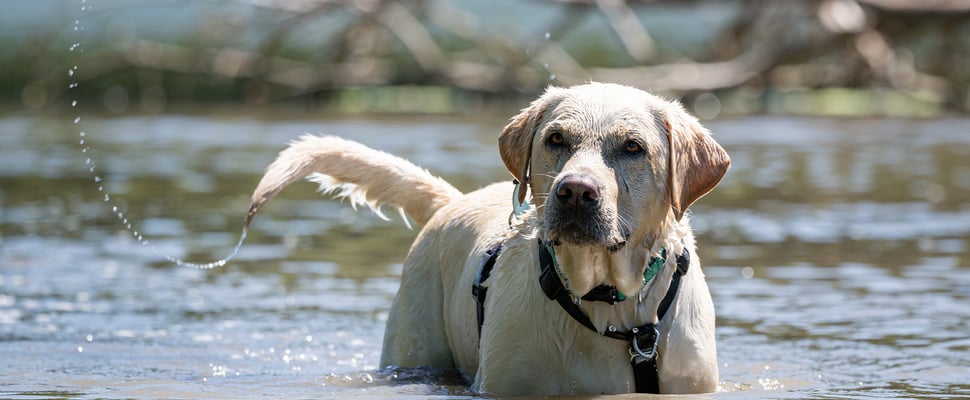 A labrador swishing his tail in water.