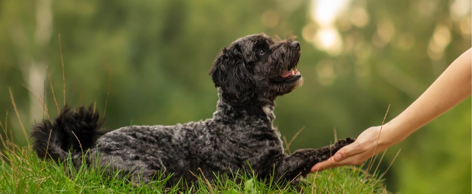 Black maltipoo giving paw to owner outside
