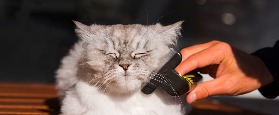 white and grey cat being groomed with furminator with eyes closed