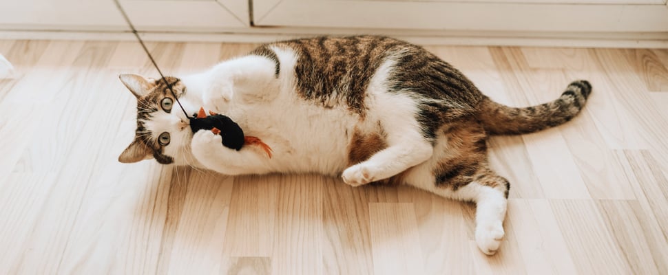 a cat laying on the floor playing with a toy on a string.