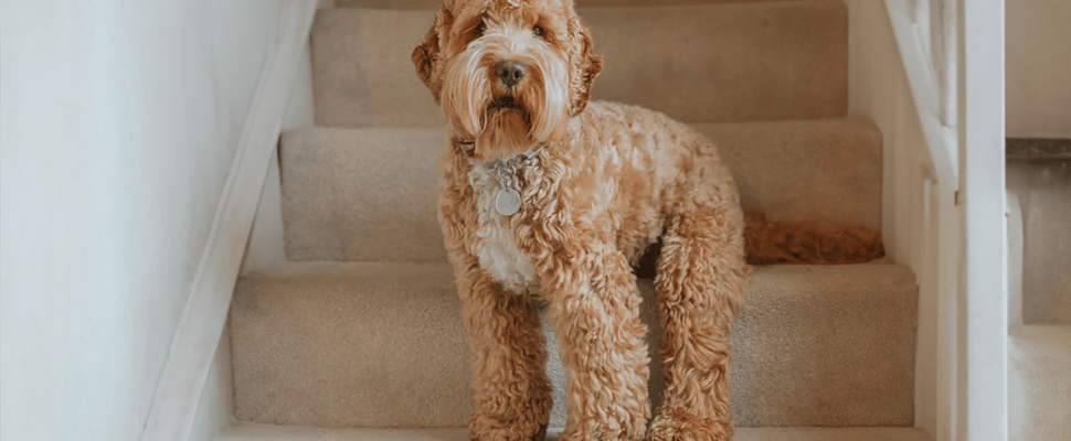 cockapoo with their new haircut