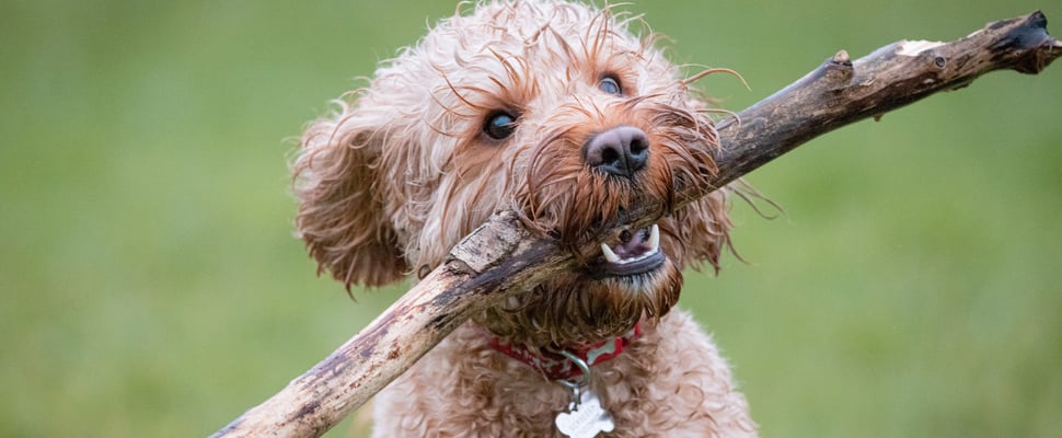 A brown Cockapoo holding a stick.
