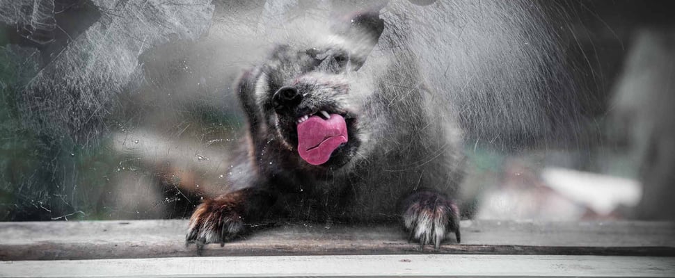 A dog licking a window