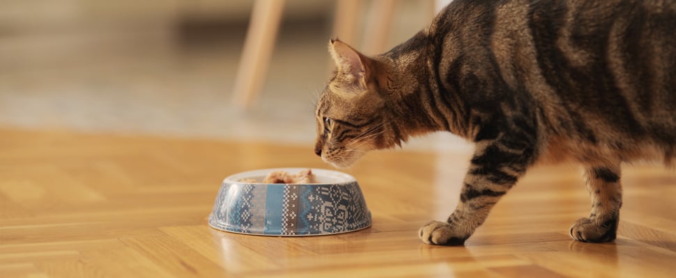 A cat about to eat from a bowl.