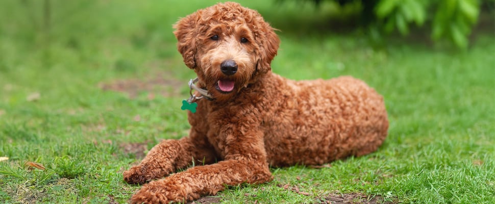 Cute brown labradoodle lying down on the grass. Portrait of a chocolate curly hair labradoodle dog outside, looking at the camera.