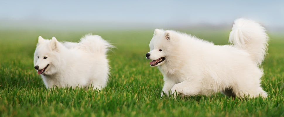 Two samoyeds happily running in grass.