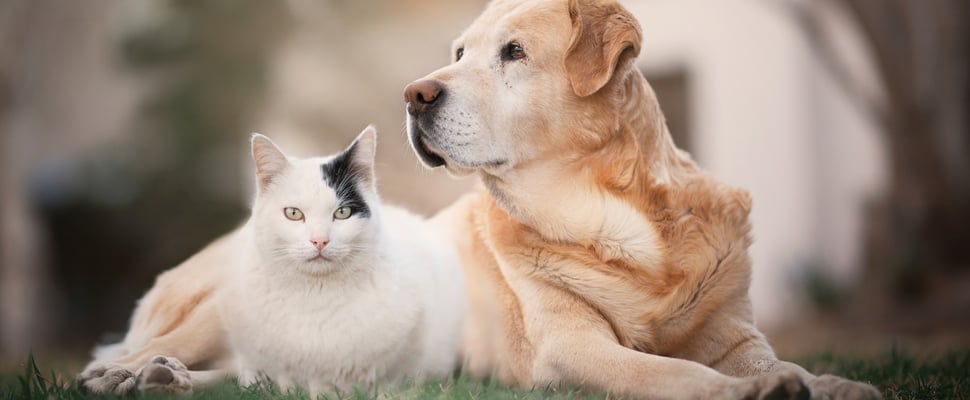 A black and white cat sitting on grass next to a labrador.