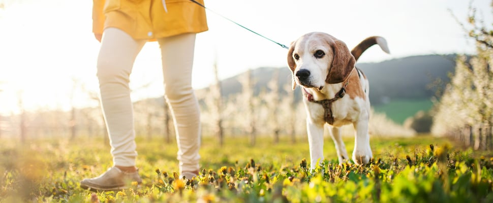 A happy beagle on a sunny walk.