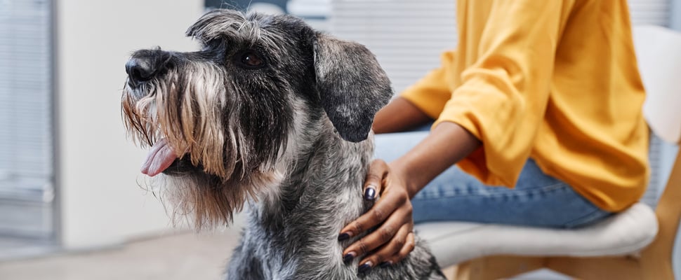 Giant Schnauzer being stroked by owner at the vet
