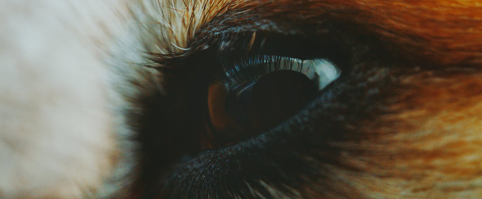 close up of dogs eye