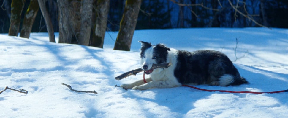 Snoop the dog laying down in the snow with a stick in his mouth.