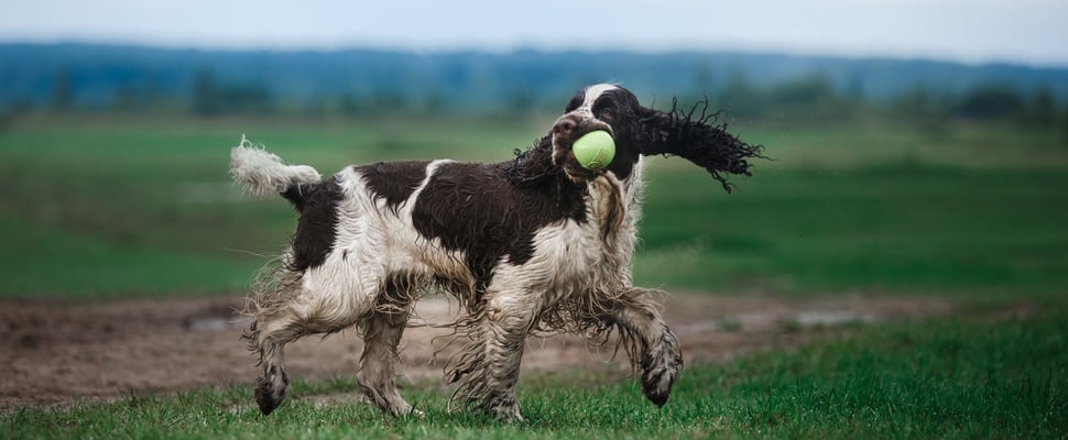 A Cocker Spaniel running with a tennis ball in his mouth.