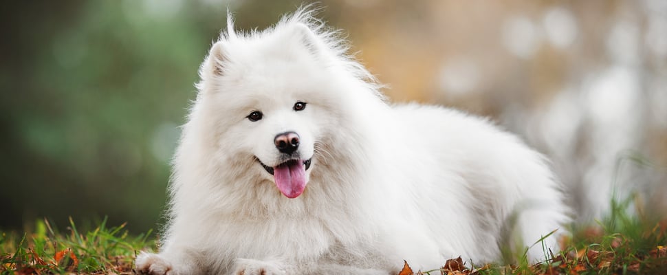 A samoyed laying down on the floor.