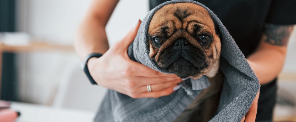 A Pug wrapped in a towel.