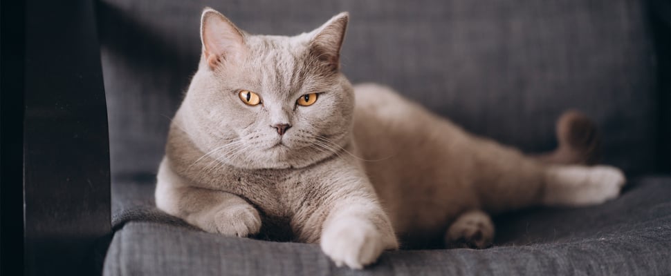 A British Shorthair cat laying on a chair.
